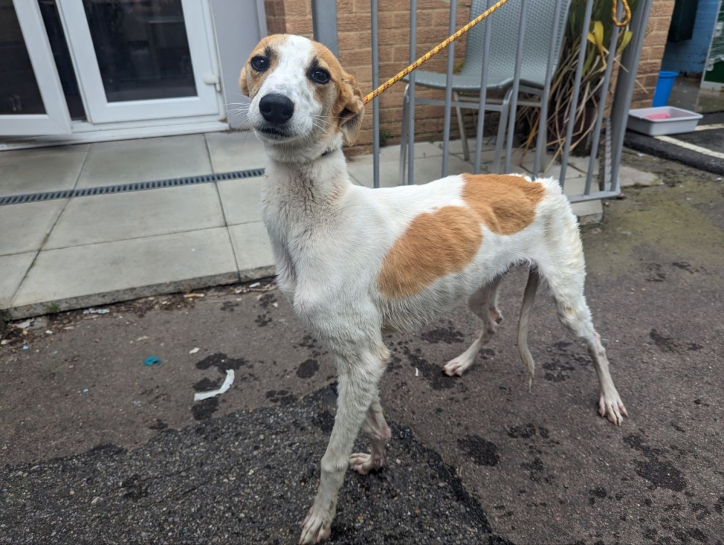 Urgent, please retweet to help find the owner or a rescue space for this stray dog found/abandoned #BROMLEY #LONDON #UK 🆘 🆘🆘 Lurcher Type, male, no chip, found 13 May. Now in a council pound, his 7 days are nearly up. Please share widely, he could be missing or stolen from
