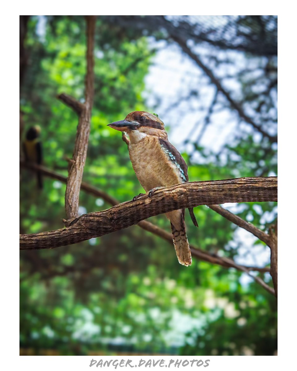 Kookaburra gonna do what a kookaburra gonna do, in or out of an ole gum tree 🎵 🎶 🎼 😂
📸🐦🙃

#kookaburra #sunsetzoo #manhattanks #photographer #photography #teamcanon #naturephotography #outdoors #glorytogod #birdphotography