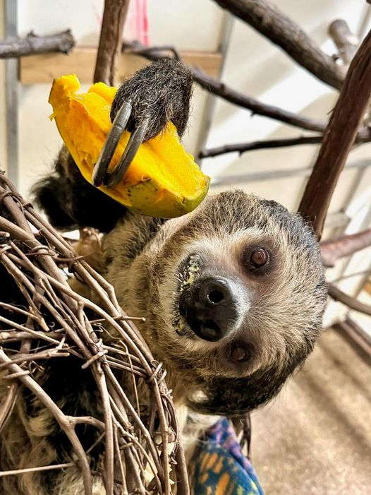 Lightening enjoying some mango 🥭.