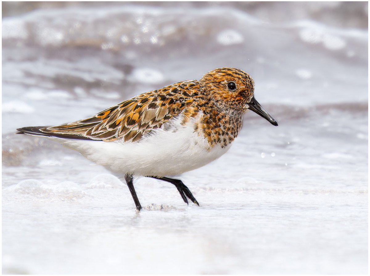 Smart summer-suited Sanderling. North Uist, Outer Hebrides. #bird #birdwatching #wildlifephotography #ukwildlifeimages #olympusphotography #omsystem @OlympusUK @ElyPhotographic #outerhebrides #northuist