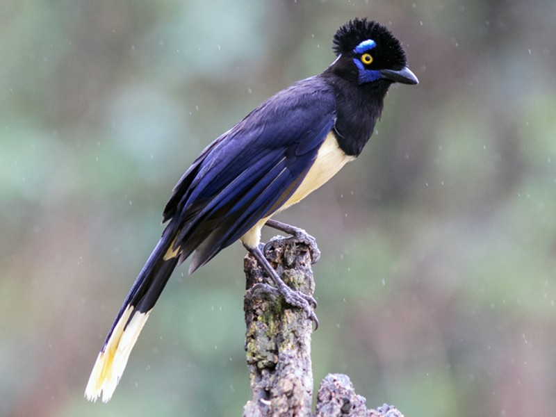Bird of the day: The Plush-crested Jay (Cyanocorax chrysops) is now detectable with the BirdNET app. Learn more about this species: ebird.org/species/plcjay1 Photo: Jake Mohlmann