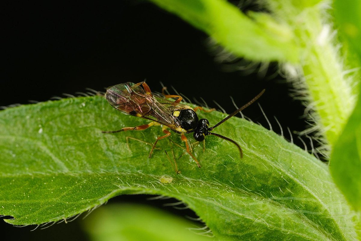 muakbno's tweet image. 草むらの葉裏でヒメバチが体を曲げて産卵のポーズ、よく見たらハチのお尻の先にヒラタアブのちいさな卵があります、ヒラタアブヤドリヒメバチの一種でしょうか、その後も葉を探るように移動していました。ヒラタアブの卵を拡大してみると表面がこすれて小さな黒い点のようなものがあります。