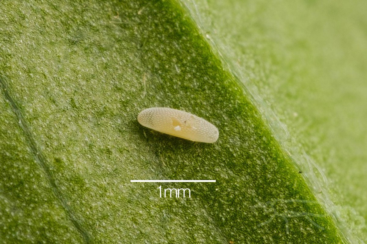 muakbno's tweet image. 草むらの葉裏でヒメバチが体を曲げて産卵のポーズ、よく見たらハチのお尻の先にヒラタアブのちいさな卵があります、ヒラタアブヤドリヒメバチの一種でしょうか、その後も葉を探るように移動していました。ヒラタアブの卵を拡大してみると表面がこすれて小さな黒い点のようなものがあります。