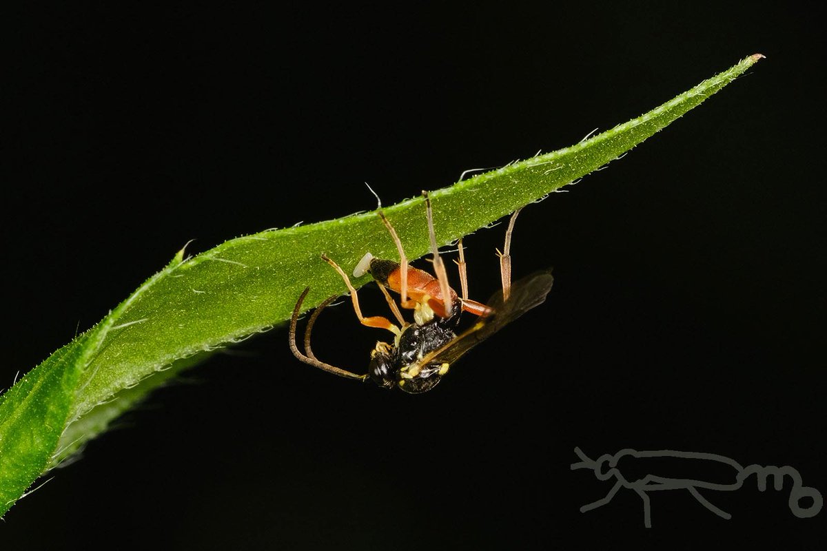 muakbno's tweet image. 草むらの葉裏でヒメバチが体を曲げて産卵のポーズ、よく見たらハチのお尻の先にヒラタアブのちいさな卵があります、ヒラタアブヤドリヒメバチの一種でしょうか、その後も葉を探るように移動していました。ヒラタアブの卵を拡大してみると表面がこすれて小さな黒い点のようなものがあります。