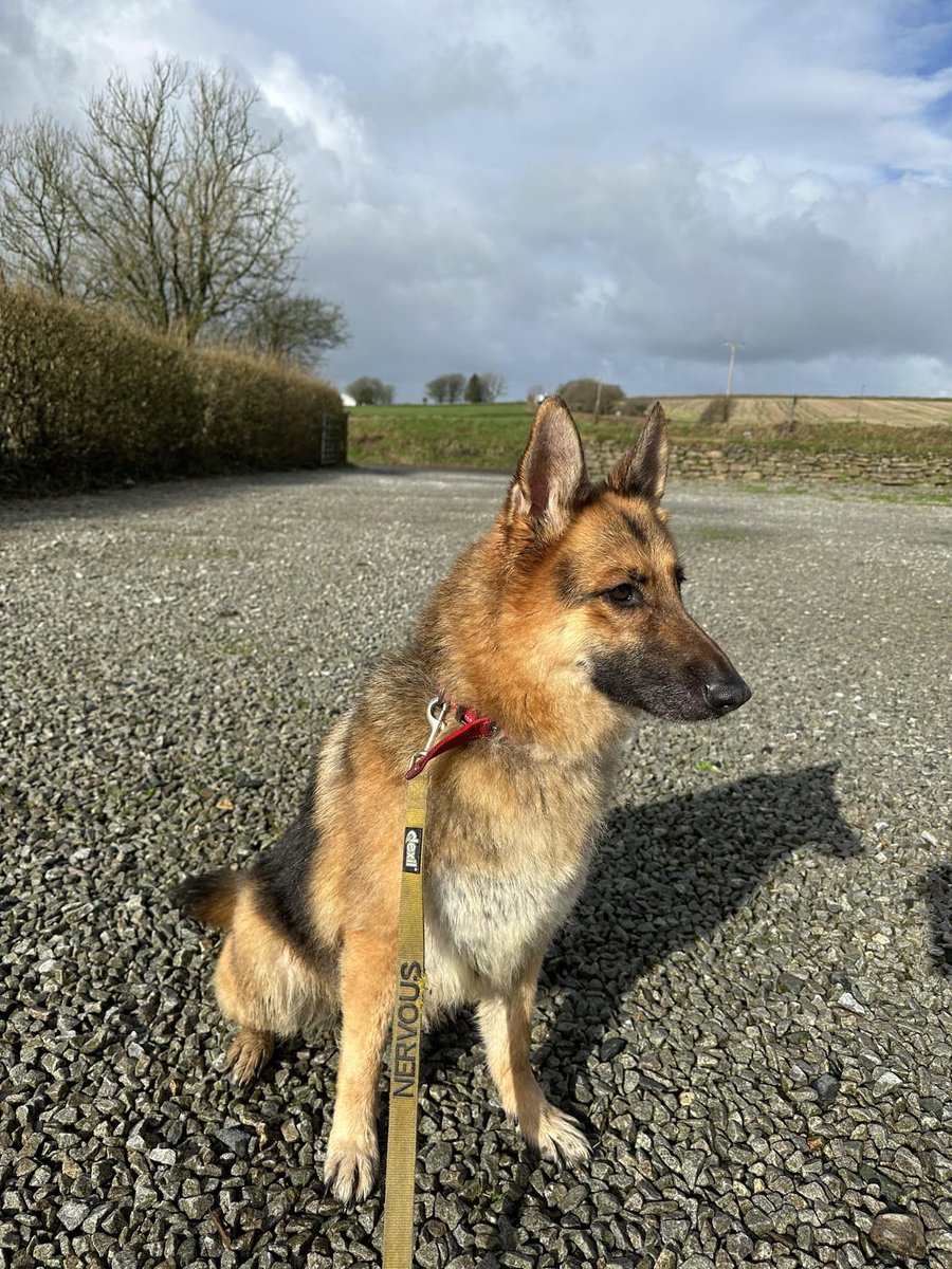 Hunny is 8yrs old and she has been with us since May 18, Hunny can be a sweet girl but she is also an extremely nervous girl who will need a very exp home #dogs #germanshepherd #Cornwall gsrelite.co.uk/hunny/