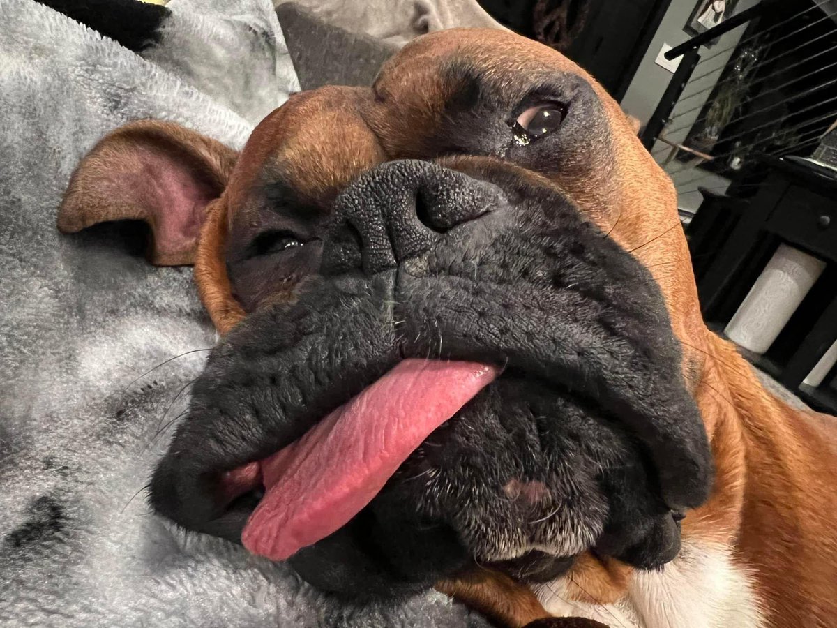 Zeus was having a great sleep 😴 

#boxerpuppy #boxerdogs #boxerlife 
#boxerlovers #boxersrock #boxersoftwitter #boxerdogsoftwitter #dogsoftwitter #dogsofx