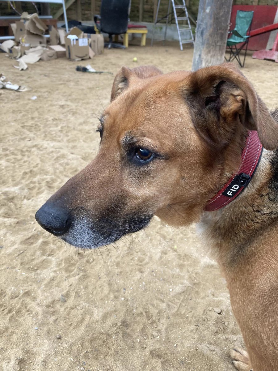 Troy is 9yrs old and he came to us after his Dad passed away, Troy is a steady boy who can live with older kids and thrives in human company #dogs #germanshepherd #Cornwall gsrelite.co.uk/troy-3/