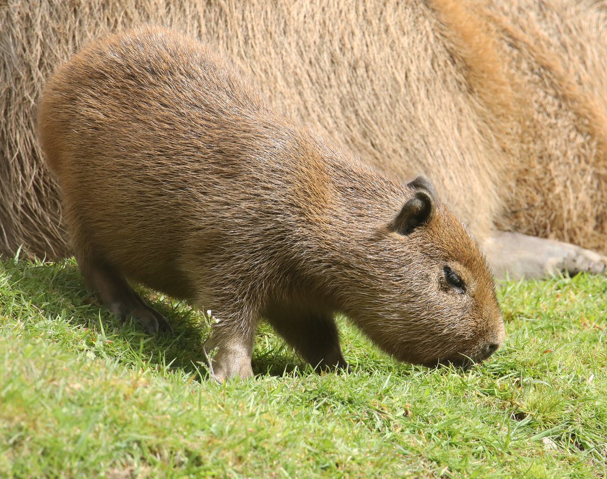 Capybara pup @DartmoorZoo #capybara