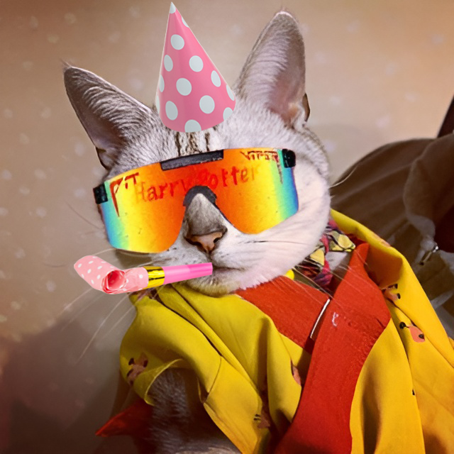 The no.1 Cat on solana has finally reached 1K followers. Trust the process 😉