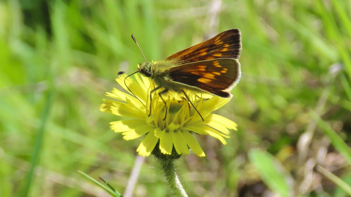 A morning walk around Woolley Colliery produced my first Large Skipper of 2024