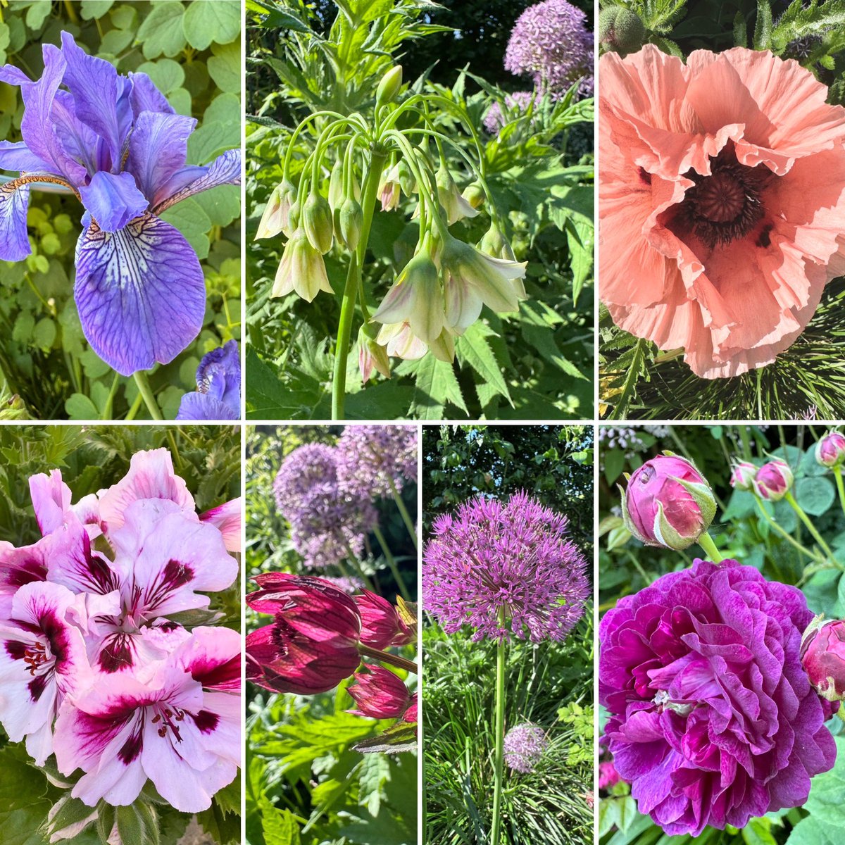 Seven on Sunday from my cottage garden. #SevenOnSunday #mycottagegarden