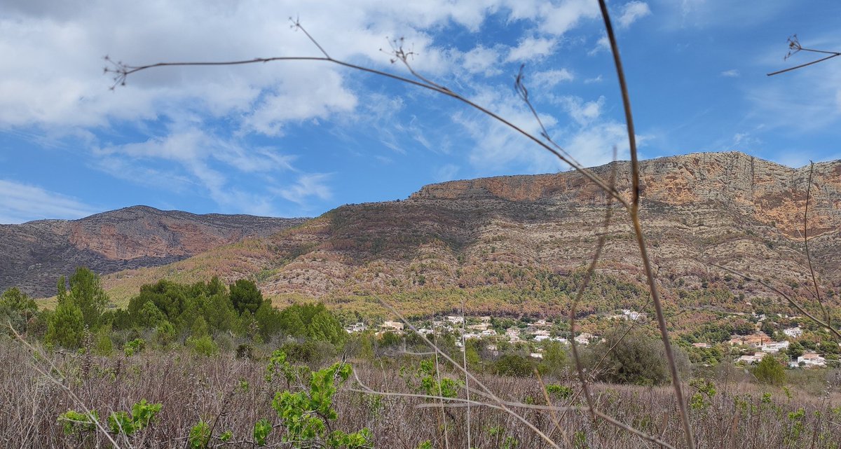 Les pinedes del Parc Natural del Montgó se'ns moren. Alguna mesura per part de @generalitat per pal.liar aquest desastre?