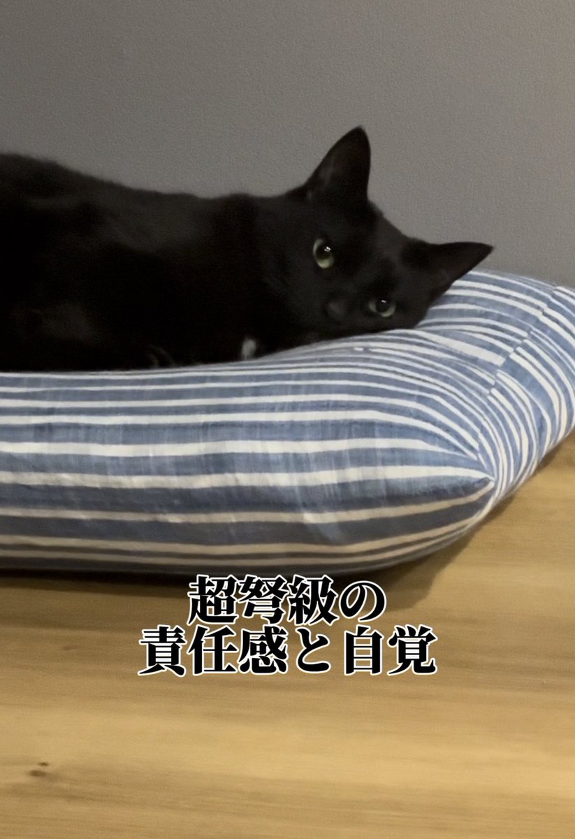 猫実況投稿しました！じんわりズームしているカメラに気付く鋭敏なセンサーには驚かされます。

#猫実況 #本ちゃんの実況 #猫のいる暮らし
↓↓↓
【猫実況】被写体としての矜持が芽生え始めている猫
youtube.com/shorts/abaPgCL…