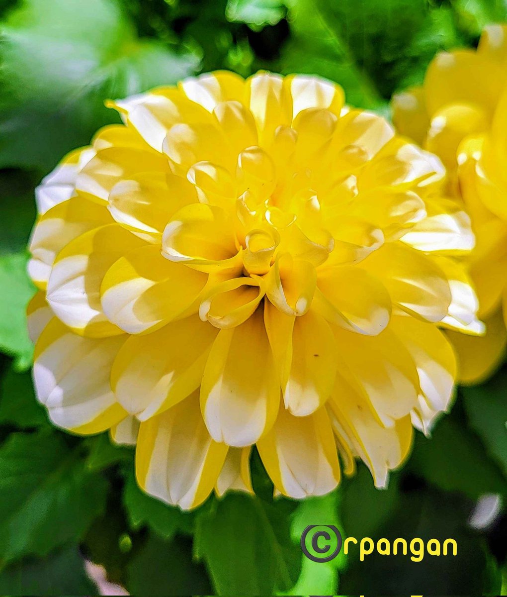 Sunny dahlia at my neighbour's garden for #SundayYellow . 💛🌞 #GardeningTwitter #flowers #dahlia #gardenersworld #spring24 #sundaymorning #springflowers #sundayflower #FloweroftheDay #flowerhunting