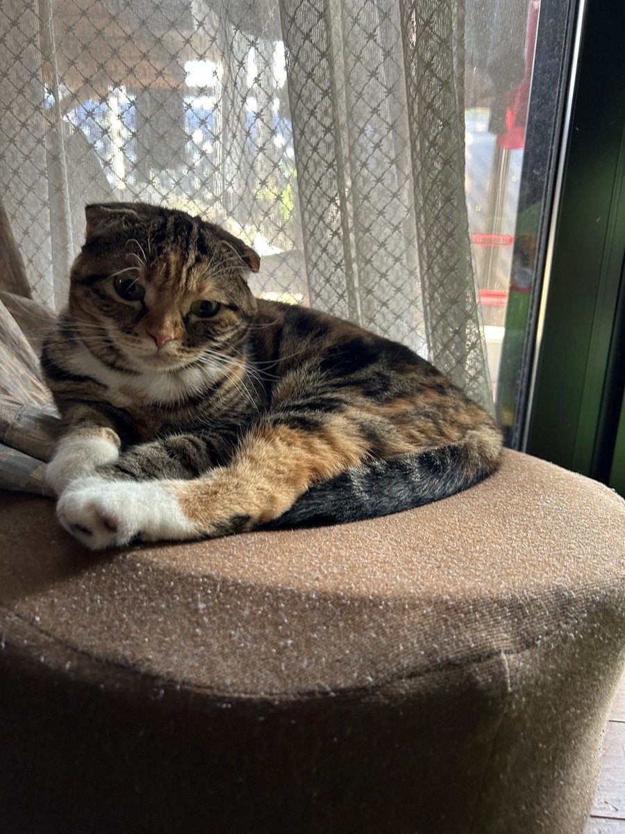 cocochan620_'s tweet photo. 【毎日ココちゃん450日目】
今日も田舎でゆっくり過ごしたココちゃん🐈
だいぶリラックスしてたみたいだけど、これから帰ります😂

#毎日ココちゃん
#猫のいる暮らし　#猫のいる生活
#ペット　#スコティッシュフォールド
#猫好きさんと繋がりたい https://t.co/Oe7Dxx0PIi