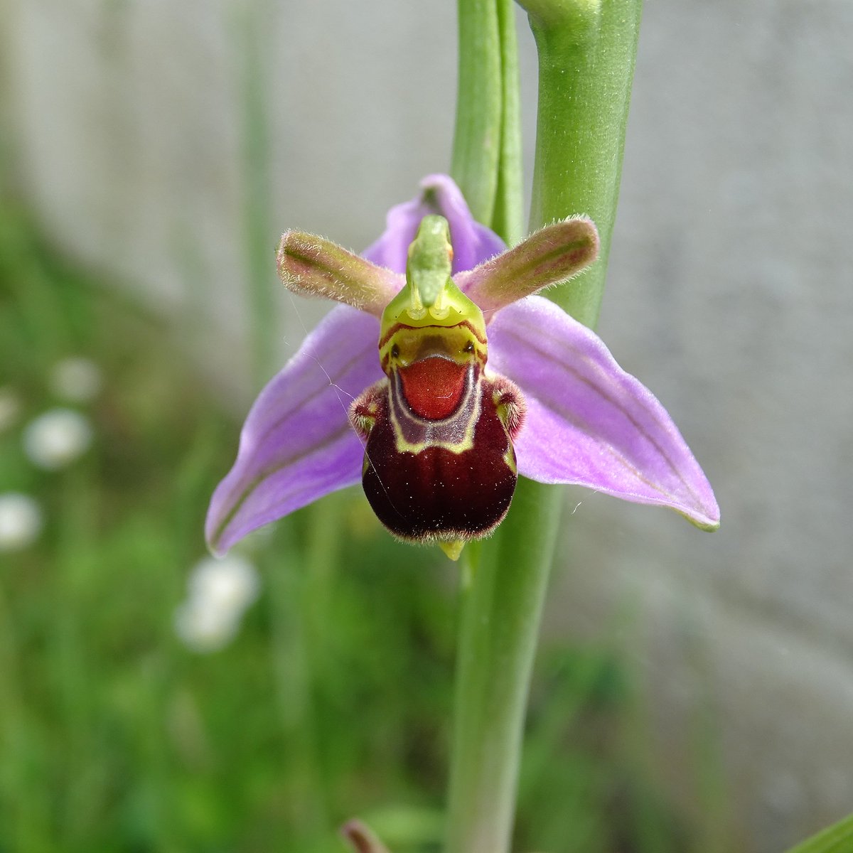 Bee orchids are beginning to flower @RoyalHolloway campus, just in time for the start of @RHULBioSci practical field ecology course on Monday! #wildflowerhour