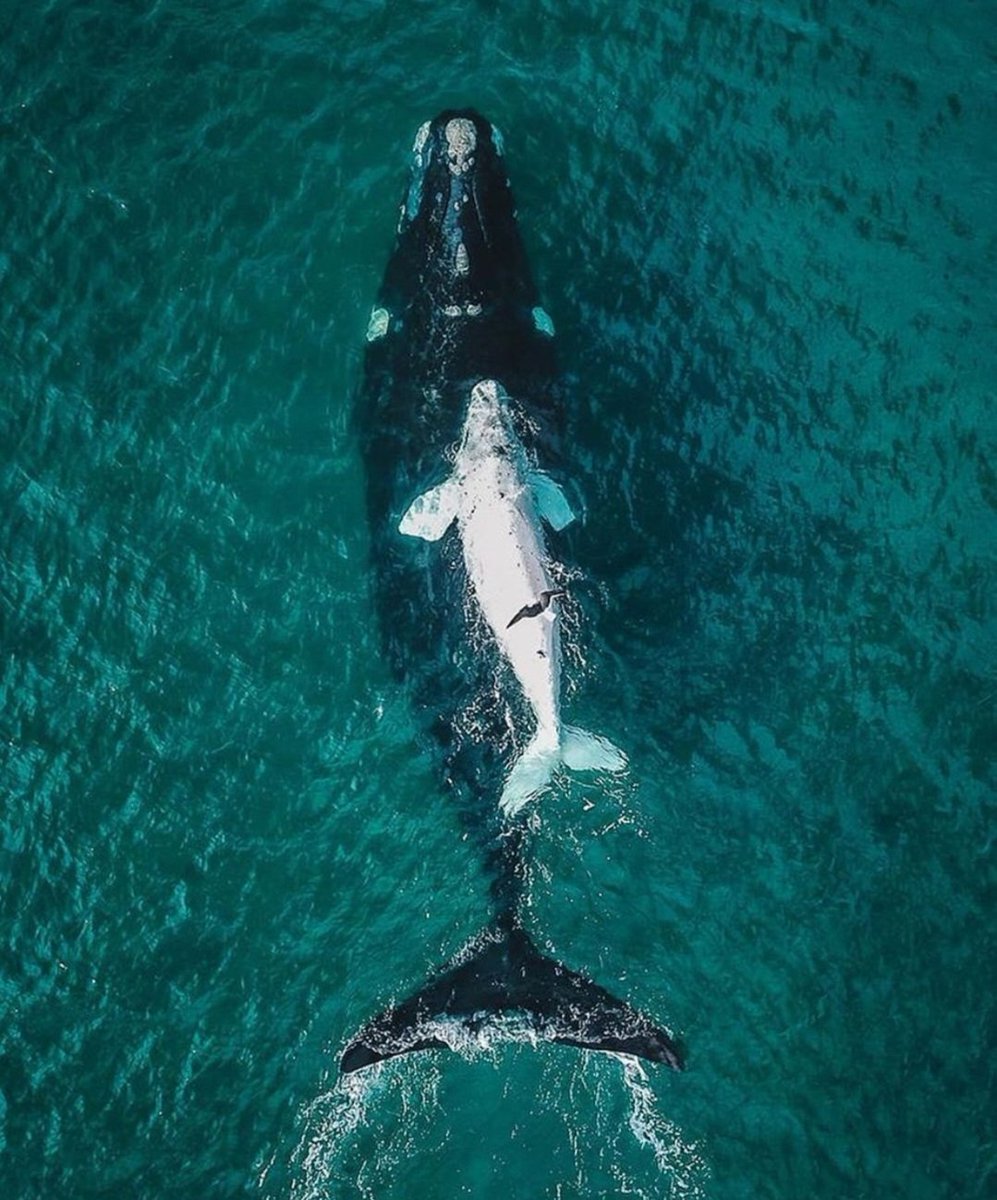 Ballena Franca Austral con su cría en Puerto Madryn, Chubut. Temporada de avistaje en Patagonia. 📷 nicourtasun