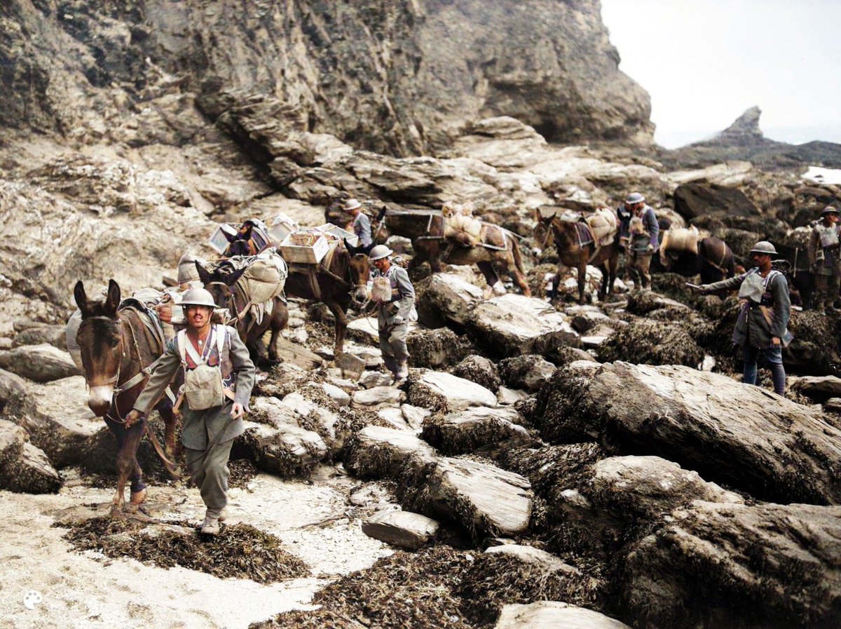 Bharat in Colour tweet media