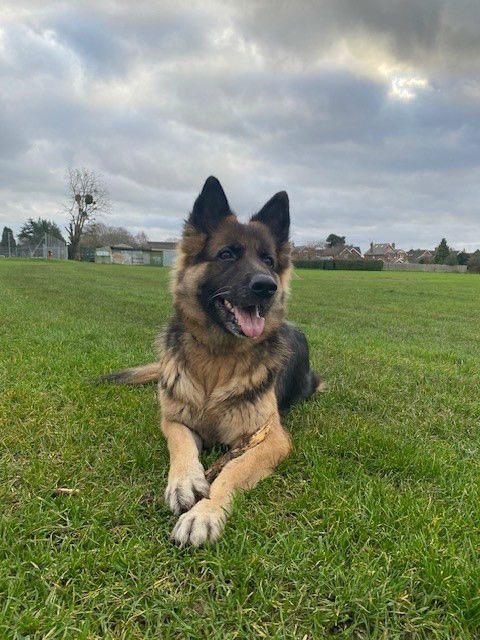 Bantay is coming up to 9yrs old and she can live with kids of all ages, Bantay needs a new home as her owner is struggling to manage as she is poorly #dogs #germanshepherd #Hampshire gsrelite.co.uk/bantay/