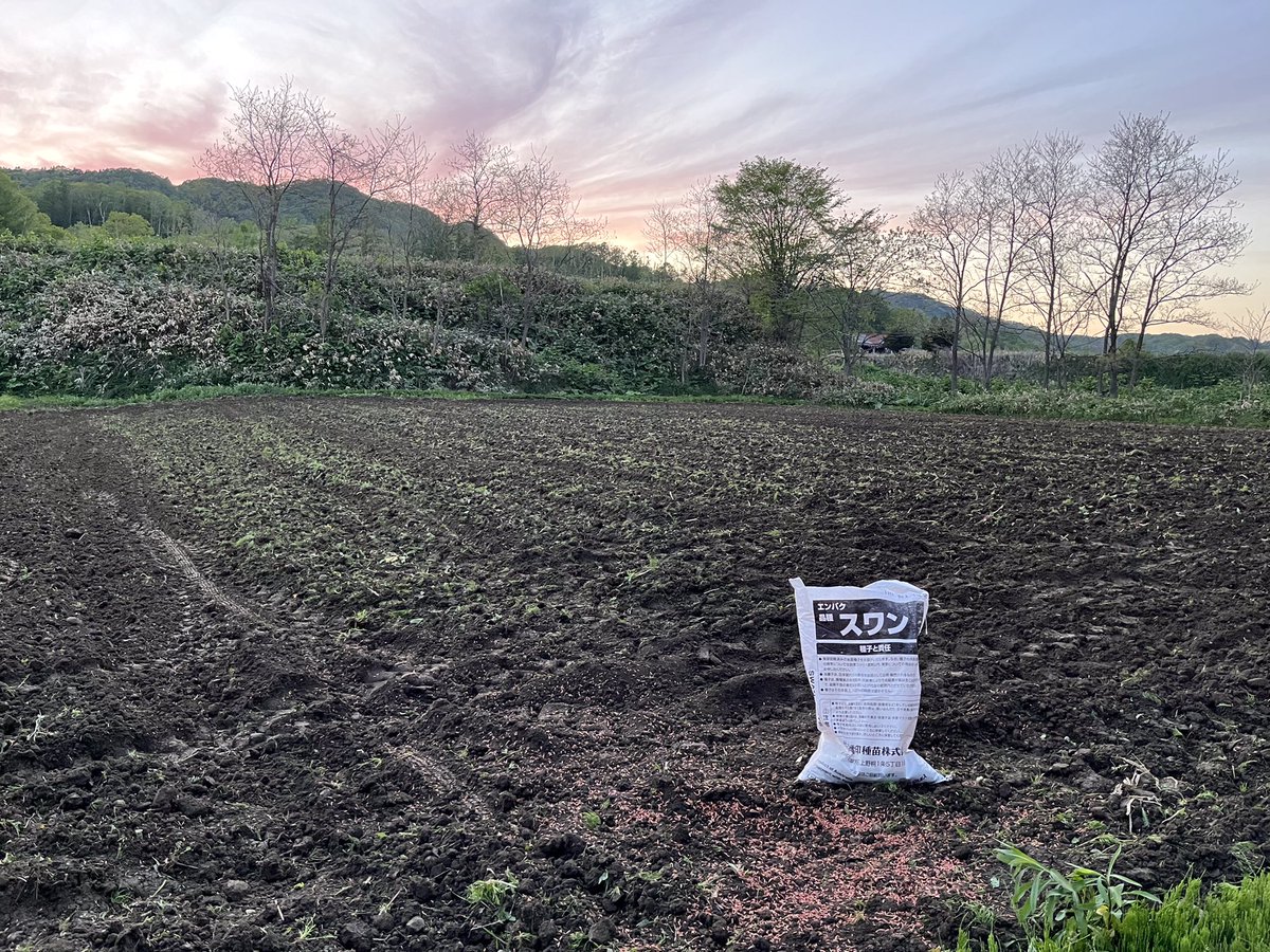 オジファーム ~アスパラガス~ tweet media