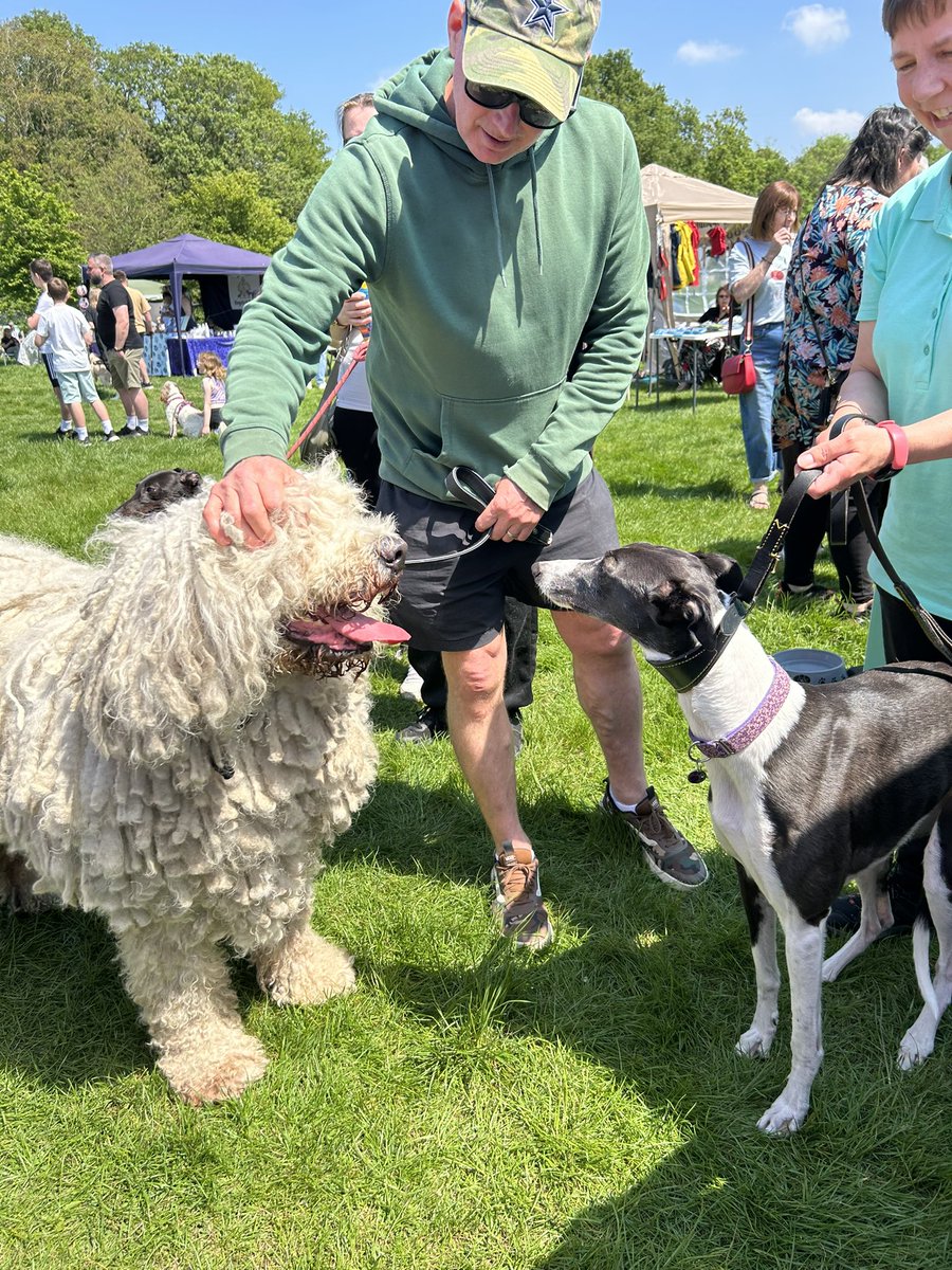 Busy day today at Essex Wildlife Trust Belfairs Dog show. The hounds have brought their owners along and doing great job promoting the breed, and rehoming. #greyhounds #adoptdontshop #greyhoundrehoming