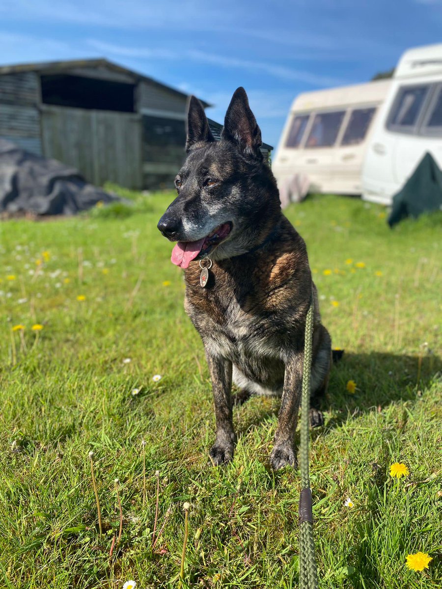 Little Miss Tilly Tots is 9yrs old and she has been with us since Feb 19, Tilly is a sweet girl who can live with older kids but she is also a Diva and needs firm boundaries in the home #dogs #germanshepherd #Cheshire gsrelite.co.uk/tilly/
