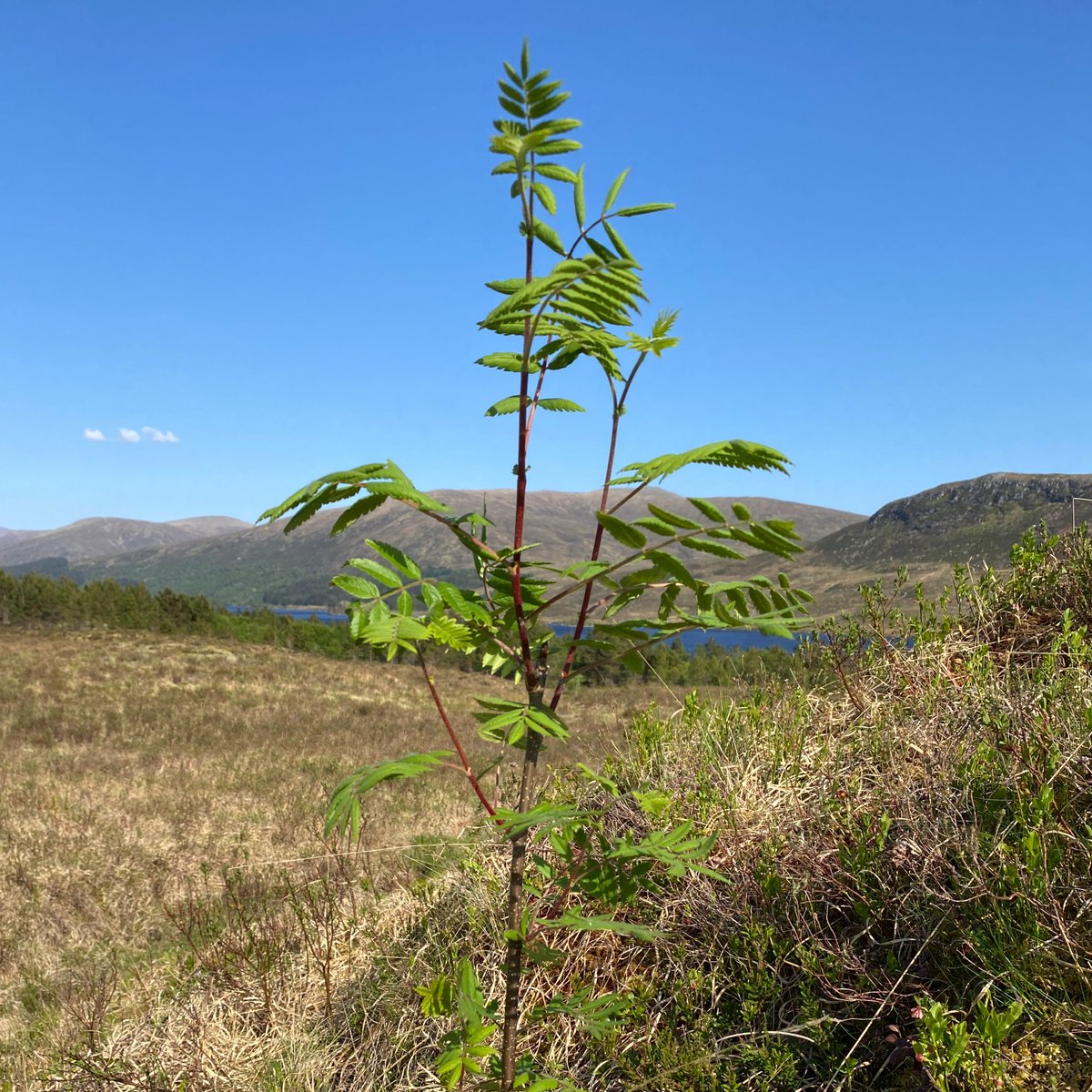 I'm repeat #monitoring my upland tree #regeneration transects at #Corrour, as part of our Ecosystem Health Indicators. I don't need to run statistical tests to know there's a huge increase in tree height over four years in the plots I've done so far. It's just so obvious! 🤗🥳🌳