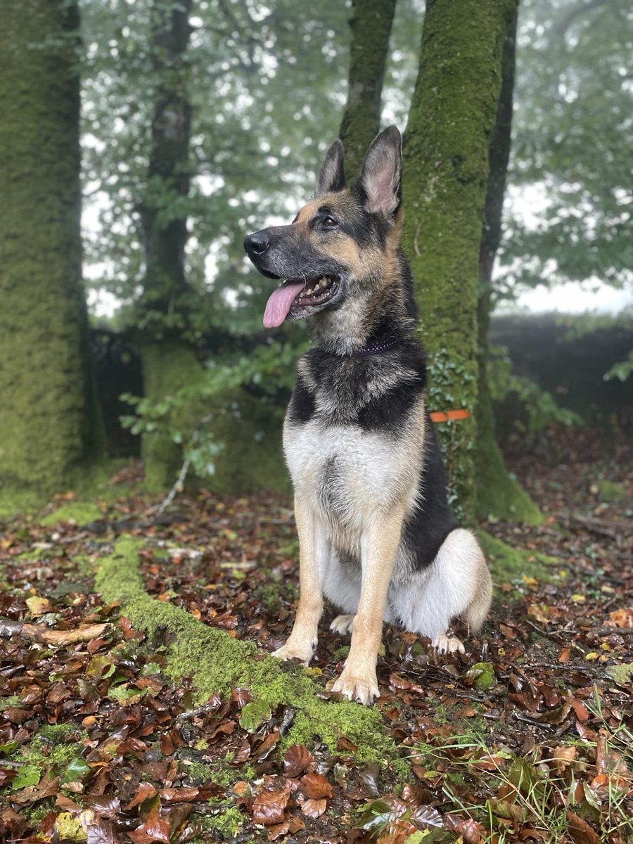 Amie is 9yrs old and she has been with us since Nov 18, Amie is a very sweet girl who can live with older kids but sadly she is deaf and doesn't like other #dogs so special home needed please #germanshepherd #Cornwall gsrelite.co.uk/amie/