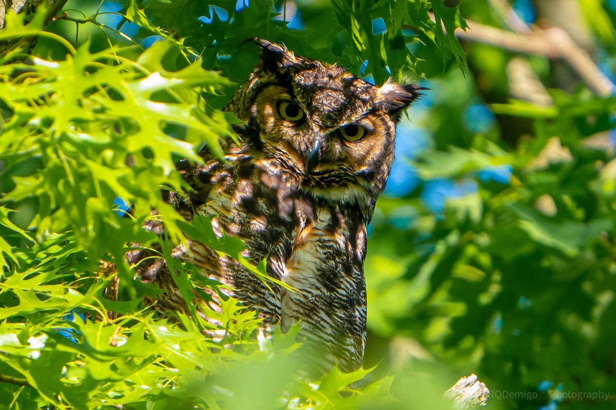 Happy Sunday everyone! -Momma 🦉 #GreatHornedOwl #wildlifephotography #wildlife #nature