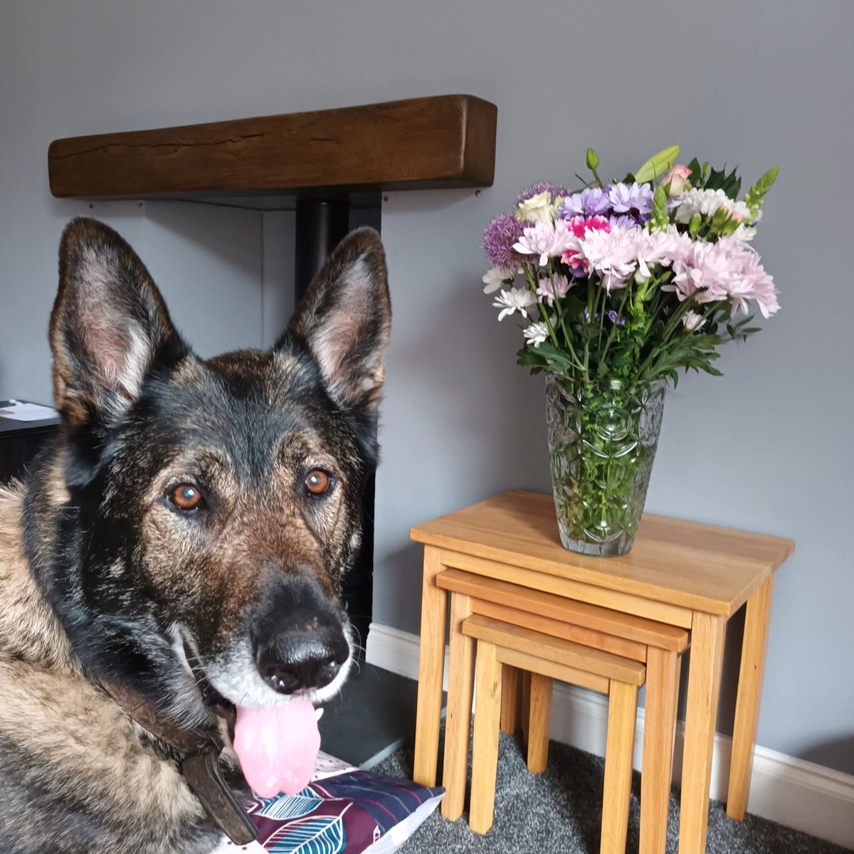 Brom is 9yrs old and he came to us after his Dad passed away, Brom can live with older kids and walks well with other #dogs if given firm commands as he can be cheeky #germanshepherd #SouthYorkshire gsrelite.co.uk/brom/