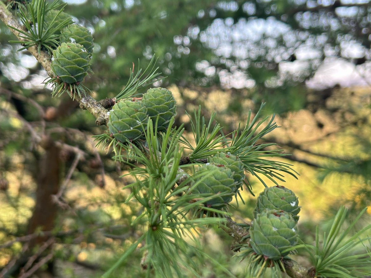 Green larch cones #nature #biodiversity