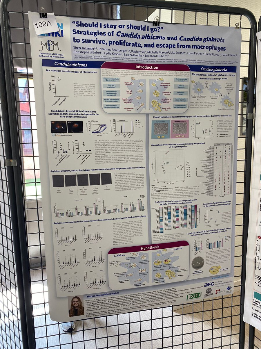 "Should I stay or should I go?" - you should definitively stay and have a look at Theresa's poster (presented by Sascha Brunke) at todays poster session 1 at #HFP2024! Theresa works on the interaction of #Candida species with macrophages.