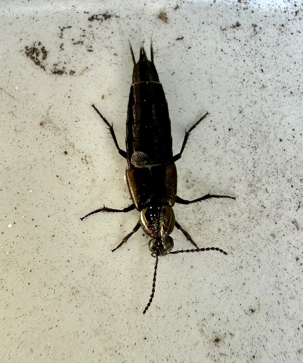 Today’s garden visitor, a Rove beetle