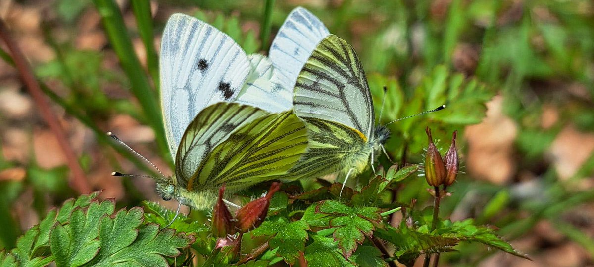 Green-veined White couple #butterfly #biodiversityweek #insects #nature