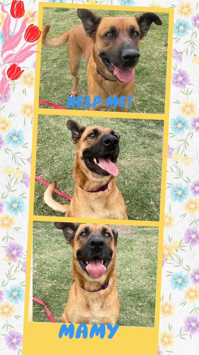 🆘🔥MAMI’s last day on 🌎 This gentle, playful, friendly girl Shepherd mix 3 ys old #A367095 will be ☠️KILLED ☠️TOMORROW 5/20 #Corpuschristi TX AC aka SLAUGHTERHOUSE 😭 ❤️‍🩹🪱treatable, knows commands. NO REASONS to end her life ‼️ Pls #pledge #foster #adopt this sweetie🙏