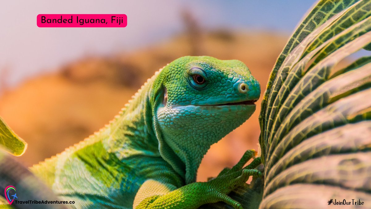 YrTimeToShine's tweet photo. Welcome to Fantasy Friday! πΏ Today, we're marveling at the exotic Banded Iguana from Fiji. Where does your imagination wander to this week? Share your dream wildlife encounters! #FridayFantasy #WildlifeWonders #ExploreFiji #TravelTribeAdventures #JoinOurTribe https://t.co/BrumEIOp3A