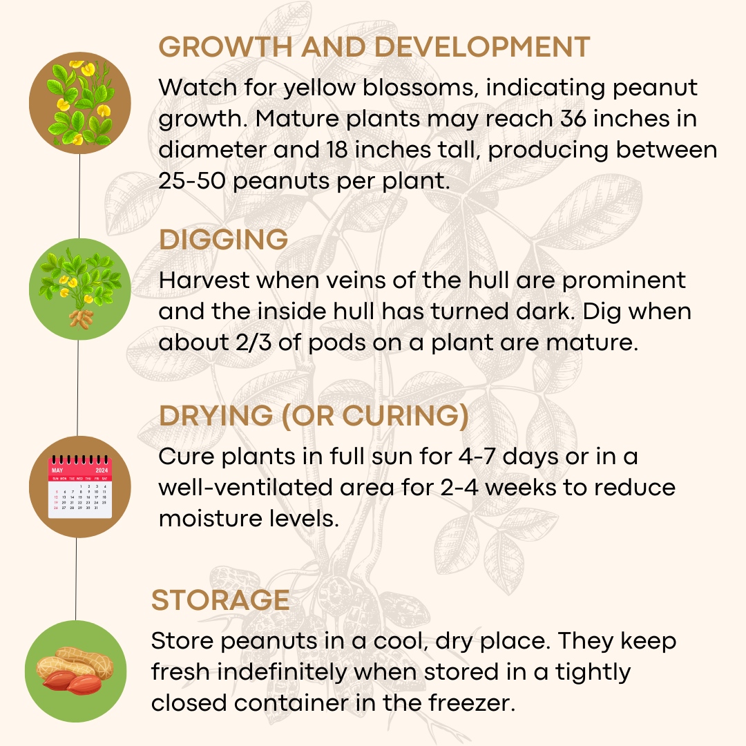 Put on your gardening gloves! 🧤🥜

Celebrate National Plant Something Day by learning how to grow peanuts in your backyard. Here's a quick guide from start to finish:
bit.ly/aboutpeanuts_g….

#NCpeanuts #ncpeanutgrowers #ncagriculture #plantsomething