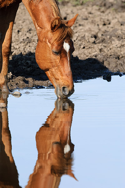 A Horse drinking water with a refection.

You can buy the photo here: jan-luit.pixels.com/featured/drink…

#PhotographyIsArt #Photography #fotografie #Art #NaturePhotography #Animals #AYearForArt #BuyIntoArt #Horse #Nature #Natuur #GiveArt #Giftidea