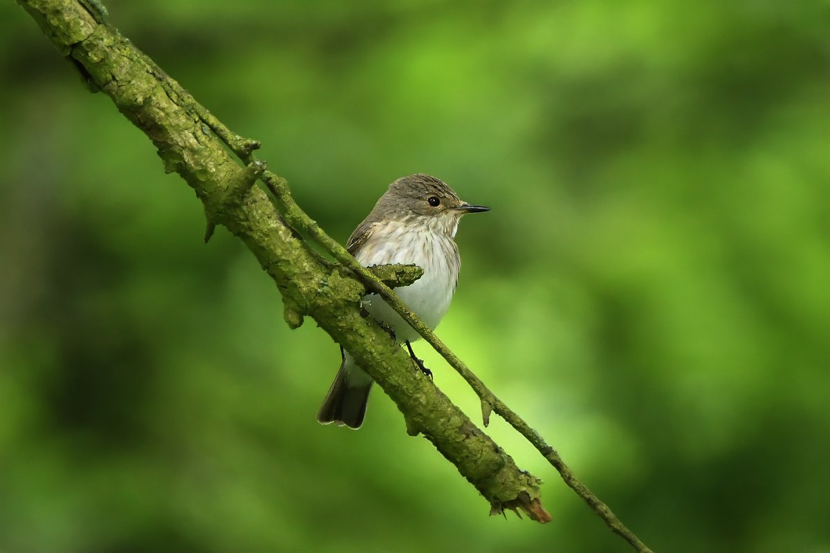 Spotted flycatchers back on the their Weardale breeding grounds.