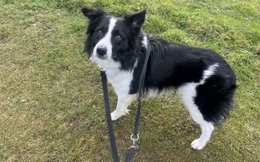 Please retweet to help Humbug find a home #EDINBURGH #LOTHIANS #SCOTLAND #UK AVAILABLE FOR ADOPTION, REGISTERED, BRITISH CHARITY ✅ Border Collie aged 2-3. He needs to live with another dog in an experienced adult home🐶✅ DETAILS or APPLY👇 scottishspca.org/rehome-a-pet/1… #dogs