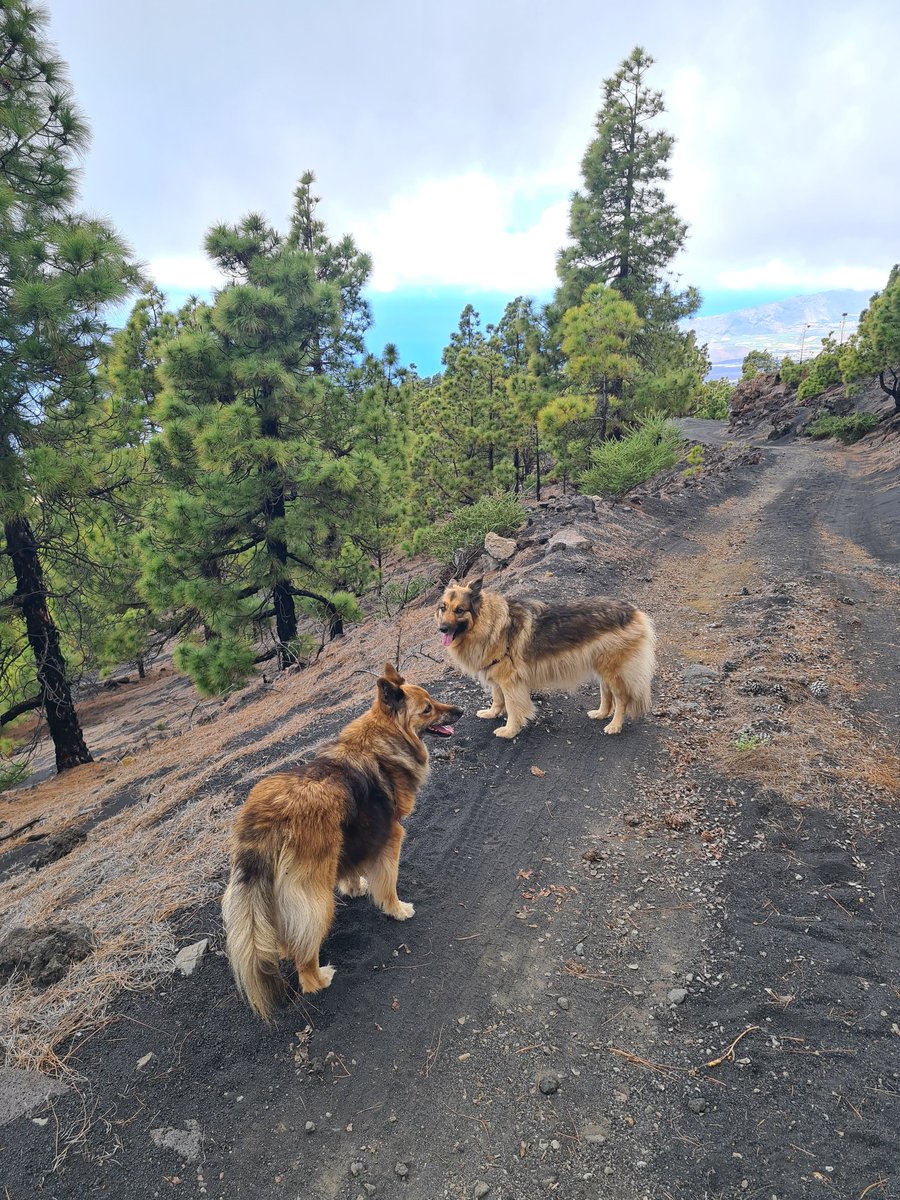 Hiking at @Campanarios above #Jedey, #LaPalma