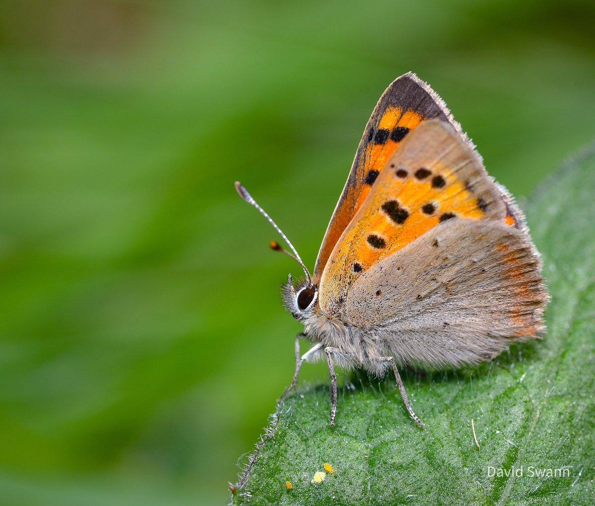 Small Copper. @Natures_Voice @NorthYorkMoors @YorksWildlife @WoodlandTrust @savebutterflies @BC_Yorkshire