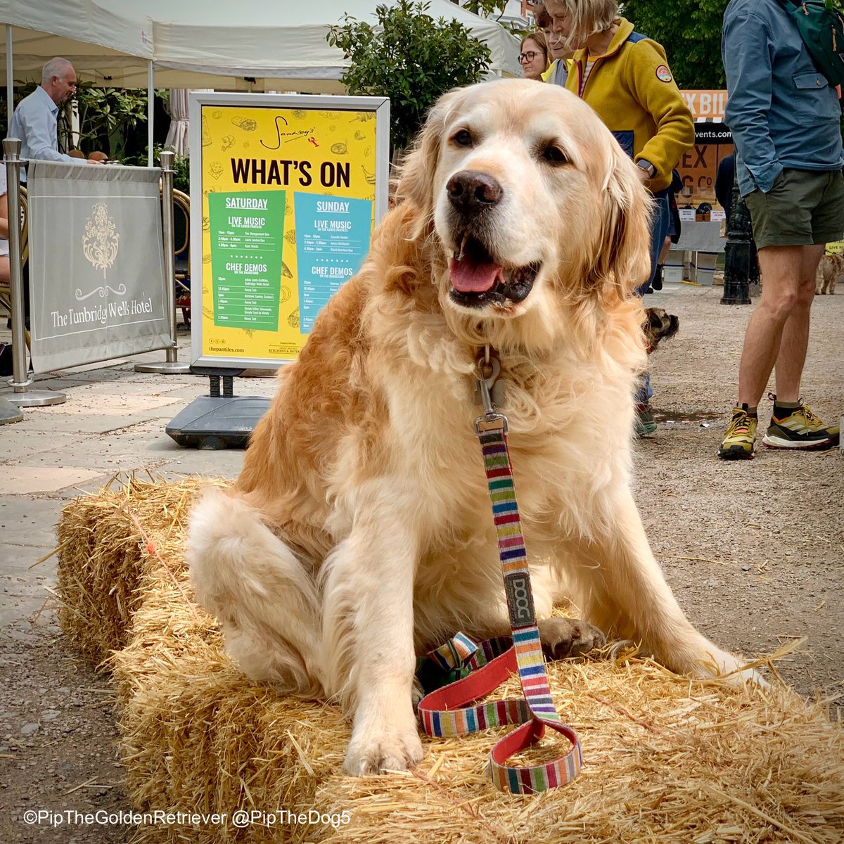 🥩🐶🦑

Straw Dog. 🌤️

Soaking up the buzzing atmosphere on The Pantiles at the #DogFriendly Sankey’s Feast & Fizz Festival today.

#GoldenRetrievers 🐕😀🐾