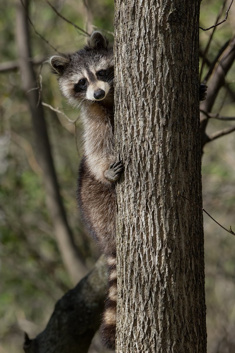 #FunFact: The mischievous critter, the racoon, can be found in every province in #Canada, except for #Newfoundland and #Labrador! In fact, NL is one of the very few places in North America where racoons are not native.#WildlifeFacts 🌲🦝
