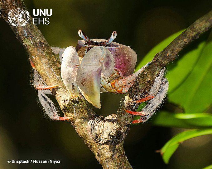 Nature-based solutions (#NbS) offer co-benefits beyond disaster risk reduction, such as: 🦋biodiversity conservation 🌴improved ecosystem services. Discover the importance of classifying NbS: ehs.unu.edu/news/news/5-th… @UNUEHS