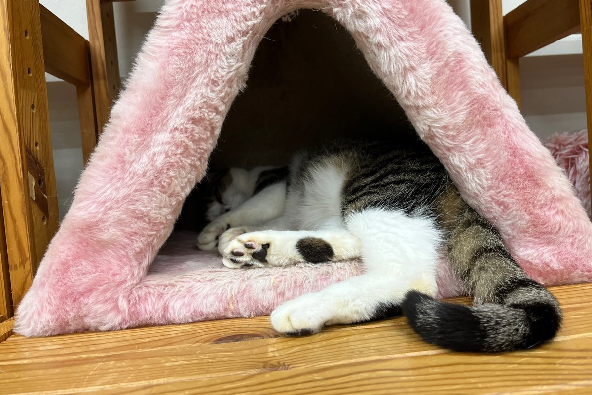 REshebe's tweet photo. ねこまんまさんですやすやねこちゃんスペシャル。猫の寝姿には特別な栄養がある！
来週からしばらく来れなさそうなので、ももこちゃんたくさんもふらせていただきました。
また会いに行くからね🐈
#猫カフェねこまんま https://t.co/6kiwdTKMdx