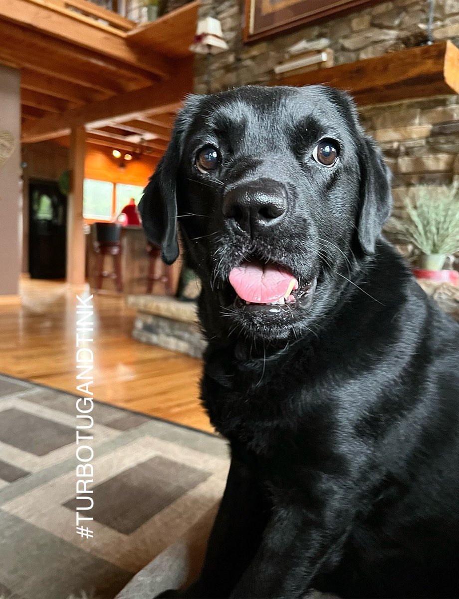 We’re finally back home everypawdy!!!🥳🥰 Doggy camp was zorsting, but I made some new frens. 🥳🥰 Somepawdy gots homesick (not me🤓…pssst.. Tug). We gonna be back in action dis week. We missed you so much & loves you!🥰🐾😘 #dogsarelove #labradorable #TurboTugandTink