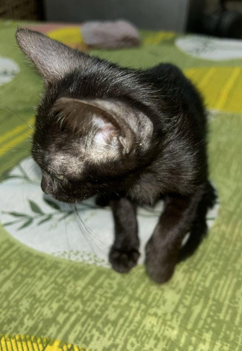 Urgent Adoption Appeal 

Pls share this post 🙏
This female kitten around 1 month old for up adoption. Found this kitten only for road and other dog's are attacked. She can't survive on road . 
Please come forward to adopt her kindly direct whatsapp on 8447863531
Location Delhi