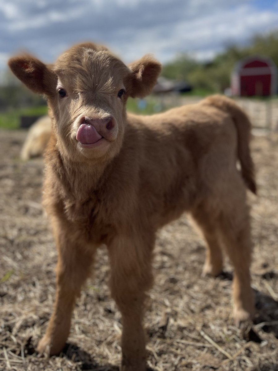 Good morning 
#maybetomorrowranch #alberta #albertacattle #highlandcow #highlandcalf #scottishhighlandcattle