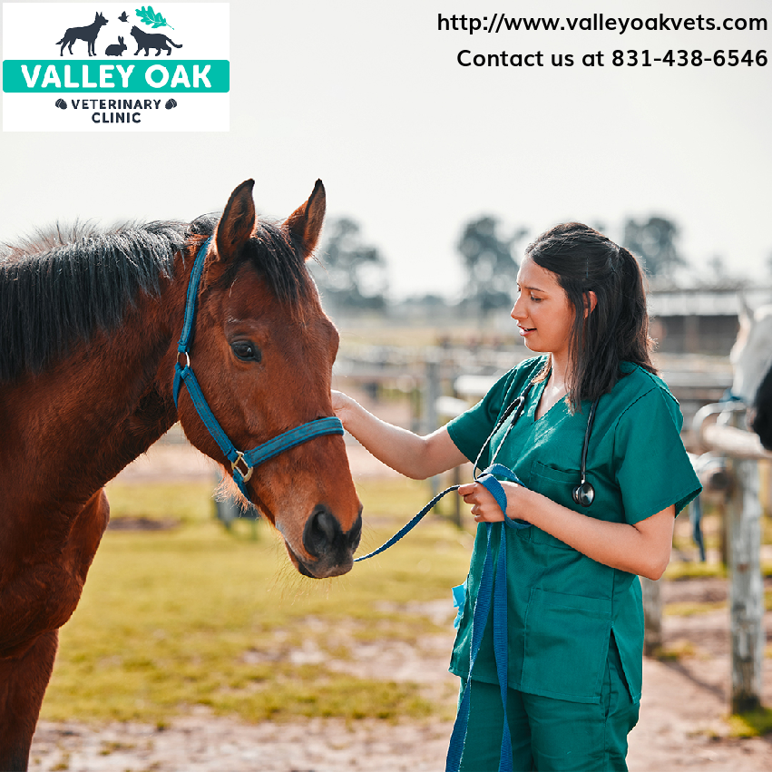 Our emergency services provide swift and compassionate care for your pets. 🐴
Reach out today for immediate assistance. 📱 #EmergencyAndCriticalCare #EmergencyCare #PetCare #Veterinary #PetCareServices
